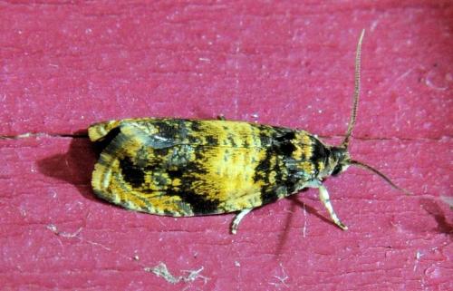Réf. 335 924 : Celypha aurofasciana